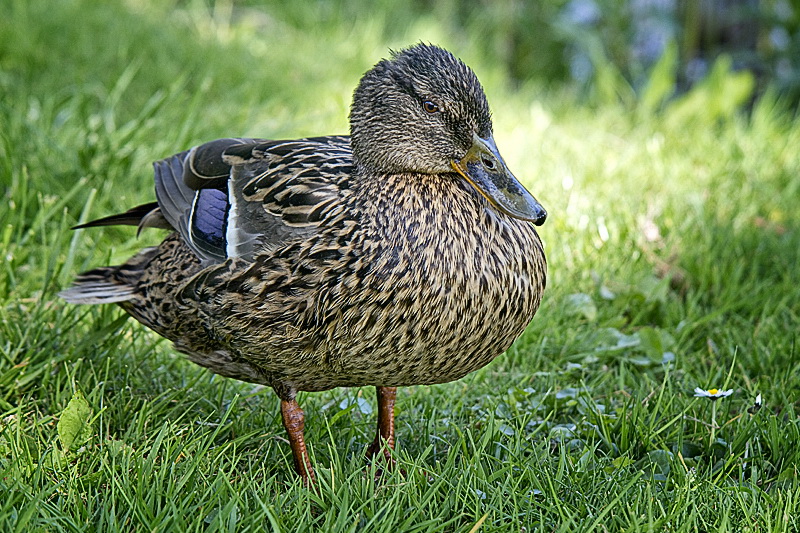 Holland 04-2014 ---20140423_0129 als Smart-Objekt-2 Kopie.jpg - Eine Vorgarten Ente